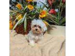 Maltese Puppy for sale in Wesley Chapel, FL, USA
