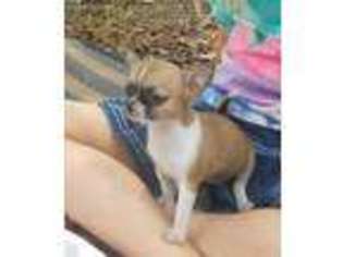 Chihuahua Puppy for sale in Gilbert, SC, USA