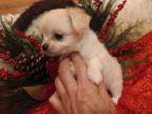 Chihuahua Puppy for sale in Ola, AR, USA
