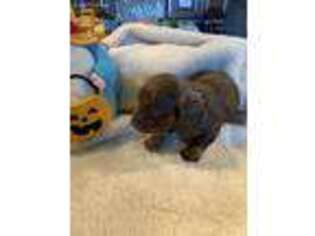 Dachshund Puppy for sale in Newcastle, CA, USA