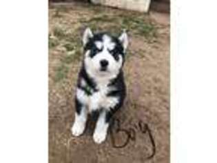 Siberian Husky Puppy for sale in Enid, OK, USA