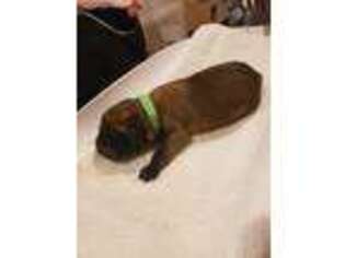 Mastiff Puppy for sale in Drumore, PA, USA