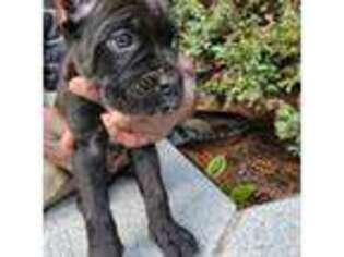 Cane Corso Puppy for sale in Barnegat, NJ, USA