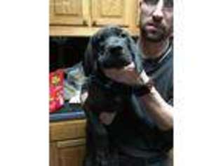 Great Dane Puppy for sale in Newnan, GA, USA