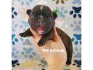 French Bulldog Puppy for sale in Wymore, NE, USA
