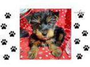 Yorkshire Terrier Puppy for sale in Austin, TX, USA