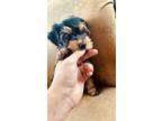 Yorkshire Terrier Puppy for sale in Nogales, AZ, USA