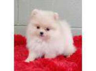 Pomeranian Puppy for sale in San Luis Obispo, CA, USA