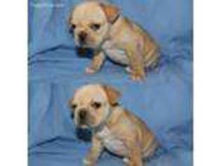 French Bulldog Puppy for sale in Reedley, CA, USA