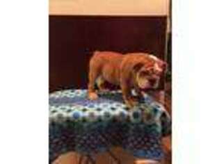 Bulldog Puppy for sale in Oxnard, CA, USA