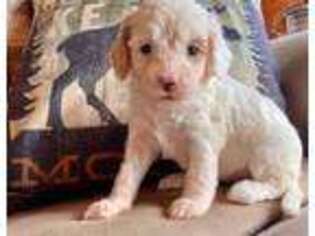 Cavachon Puppy for sale in Cornville, ME, USA