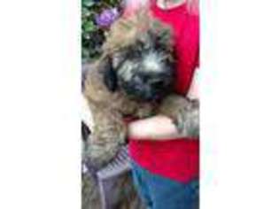 Medium Photo #1 Soft Coated Wheaten Terrier Puppy For Sale in Kent, OH, USA
