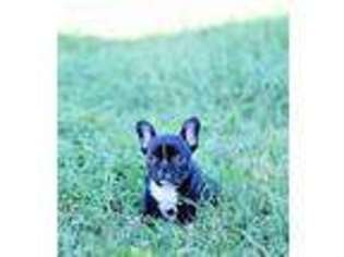 French Bulldog Puppy for sale in Jackson, CA, USA