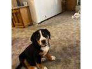 Greater Swiss Mountain Dog Puppy for sale in Othello, WA, USA