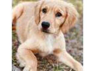 Golden Retriever Puppy for sale in Greenbelt, MD, USA