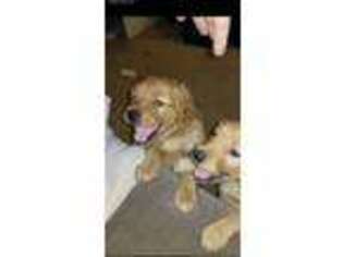 Golden Retriever Puppy for sale in Stillwater, MN, USA