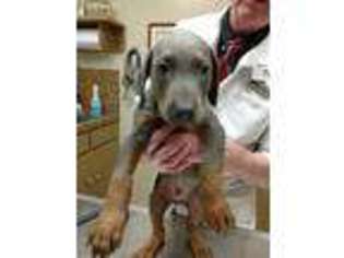 Doberman Pinscher Puppy for sale in Palestine, TX, USA