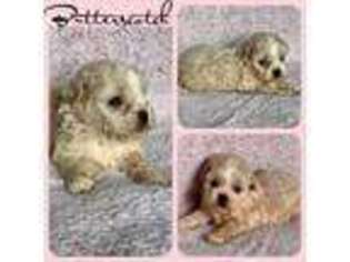 Shih-Poo Puppy for sale in Maysville, KY, USA