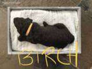 Labradoodle Puppy for sale in Sumner, MI, USA