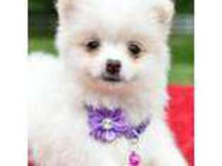 Pomeranian Puppy for sale in Dudley, MA, USA