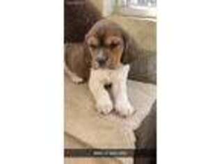Beagle Puppy for sale in Wellesley, MA, USA