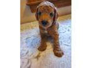 Goldendoodle Puppy for sale in Belchertown, MA, USA