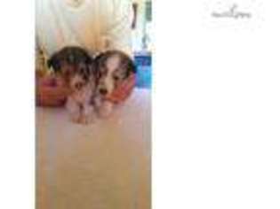 Shetland Sheepdog Puppy for sale in Phoenix, AZ, USA