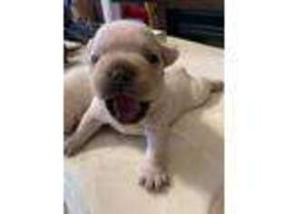 French Bulldog Puppy for sale in Othello, WA, USA