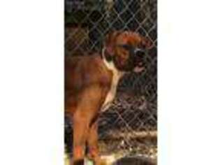 Boxer Puppy for sale in Robbins, TN, USA