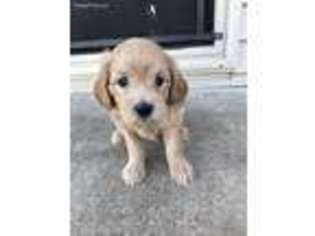 Labradoodle Puppy for sale in Kearney, NE, USA
