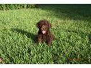 Labradoodle Puppy for sale in New Braunfels, TX, USA