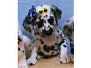 Dalmatian Puppy for sale in Salem, MO, USA