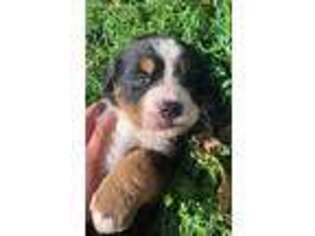 Bernese Mountain Dog Puppy for sale in Sandusky, OH, USA