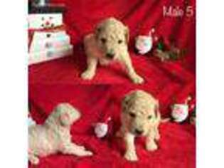 Goldendoodle Puppy for sale in West Union, OH, USA