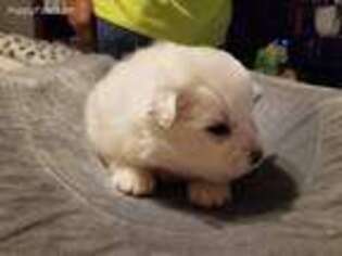 American Eskimo Dog Puppy for sale in Riddle, OR, USA