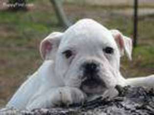Olde English Bulldogge Puppy for sale in Cassville, MO, USA