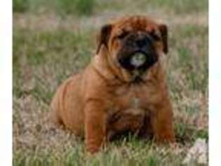 Bulldog Puppy for sale in LOUISVILLE, TN, USA