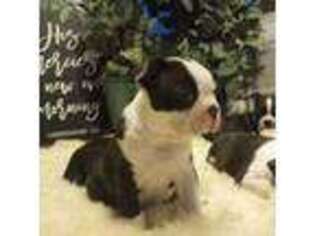 Boston Terrier Puppy for sale in Brighton, CO, USA