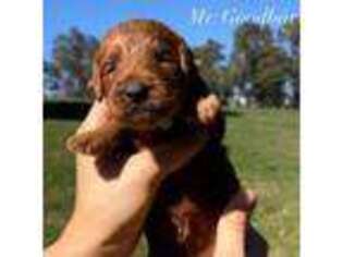 Labradoodle Puppy for sale in Apollo, PA, USA