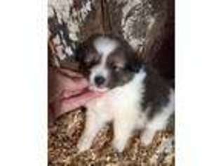 Shetland Sheepdog Puppy for sale in CANTON, OH, USA