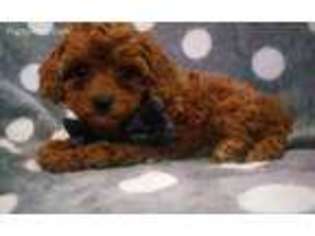 Cavapoo Puppy for sale in Denver, PA, USA