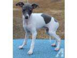 Italian Greyhound Puppy for sale in COLLINS, GA, USA