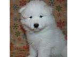 Samoyed Puppy for sale in Colorado Springs, CO, USA