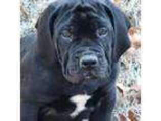 Boerboel Puppy for sale in Chandler, TX, USA