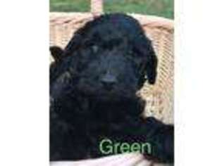 Goldendoodle Puppy for sale in Marion, NC, USA