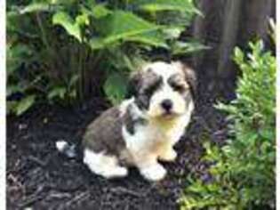 Havanese Puppy for sale in Meadville, PA, USA