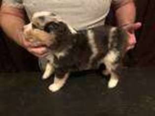 Australian Shepherd Puppy for sale in Leoma, TN, USA