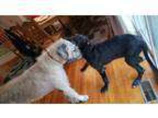 Irish Wolfhound Puppy for sale in Lake Ozark, MO, USA
