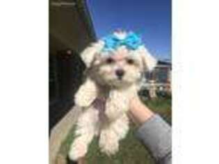 Maltese Puppy for sale in Celina, TX, USA