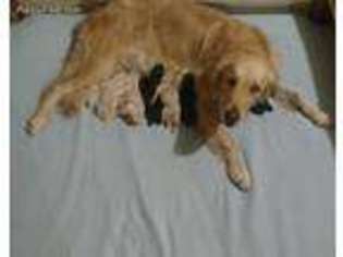Goldendoodle Puppy for sale in Marysville, OH, USA